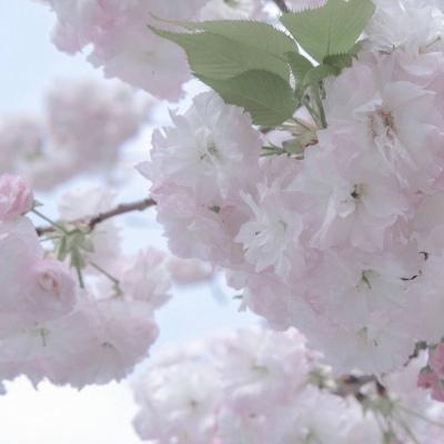 兽设四季场景设计FurryQQ群